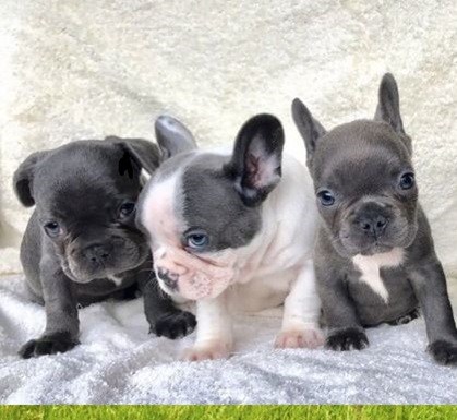Unregistered French Bulldog Puppies