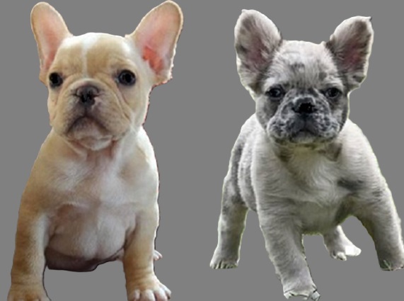 Where to buy cheap French bulldog puppies