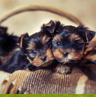 Yorkie Puppies Under $500 Dollars