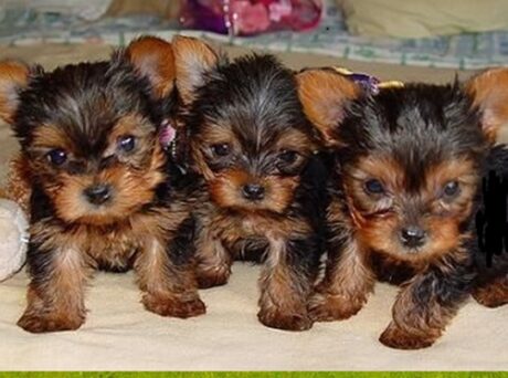 Yorkie puppies