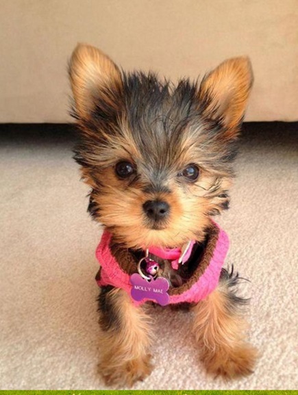 Puppies $500 dollars Yorkie for $500