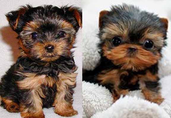Yorkie puppies