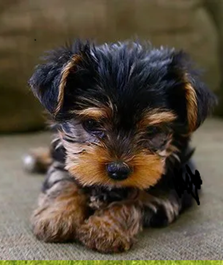Yorkiepoo Yorkie Poo