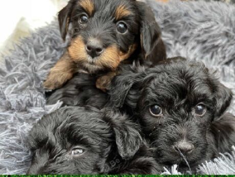 Yorkiepoo dog breed