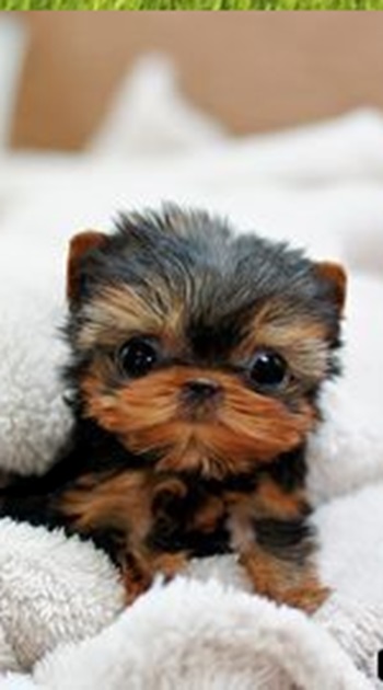 Yorkshire Terrier puppies