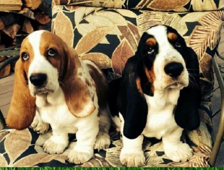 basset hound dog breed