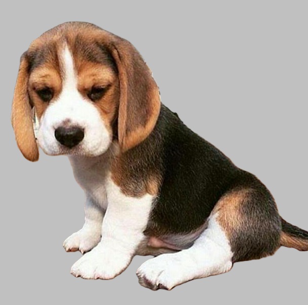 beagle puppies for sale