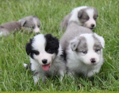 border collie dog breed