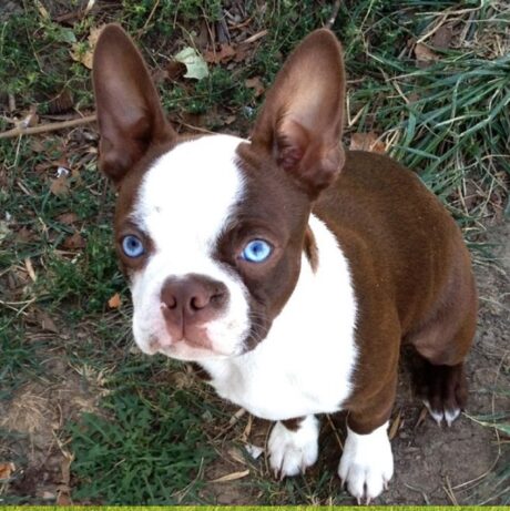 Boston terrier dog