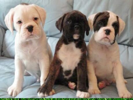 boxer puppies for sale