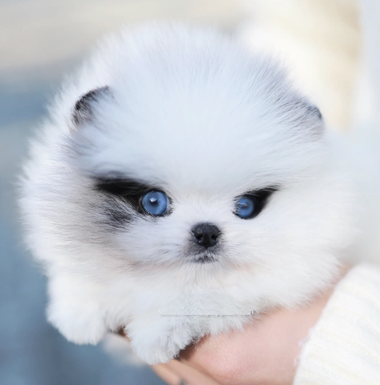 buy pomeranian puppies for sale