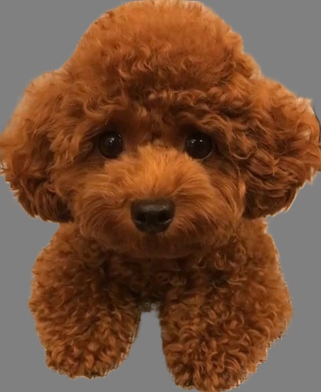 buy poodle puppies