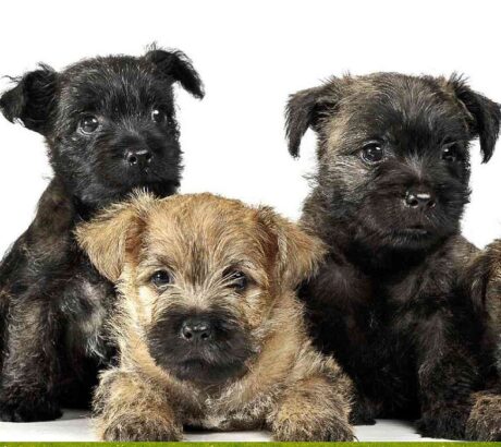 cairn terrier dog
