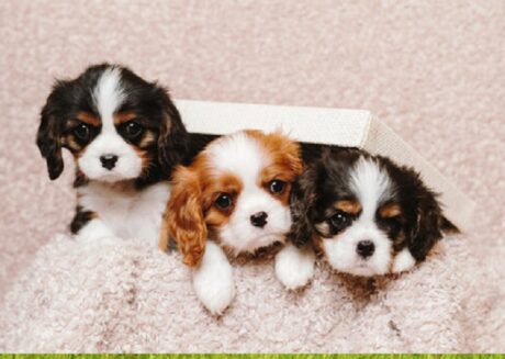 cavalier king charles spaniel dog