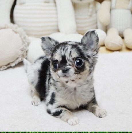 chihuahua dog breed