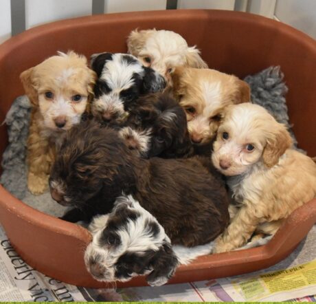 cockapoo dog breed