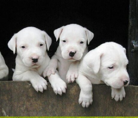 Dogo Argentino dog breed