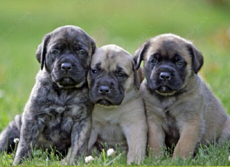 English mastiff dog
