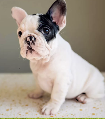 frenchie dog mix