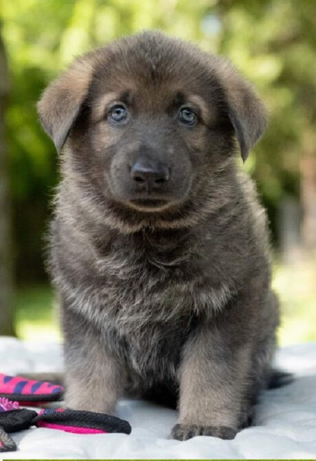 German Shepherd Dogs