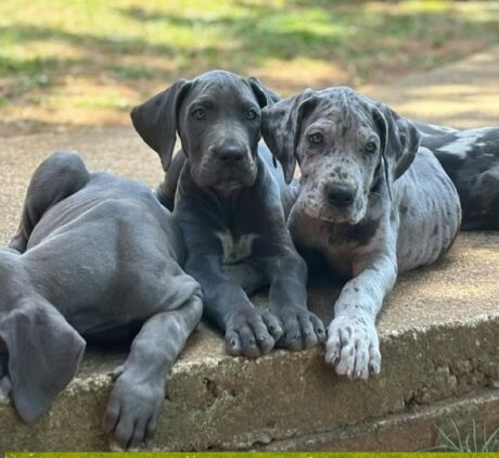 great dane dog breed