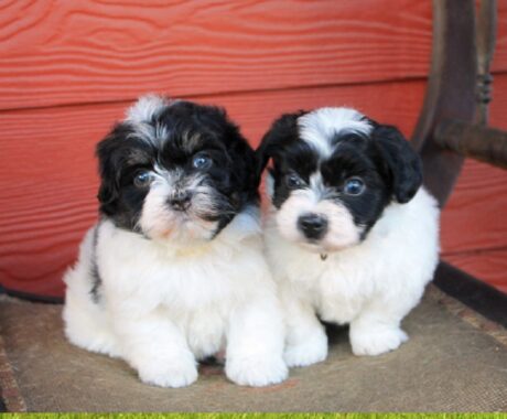 Havanese puppies