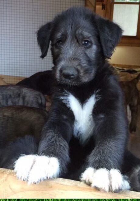 irish wolfhound dog breed