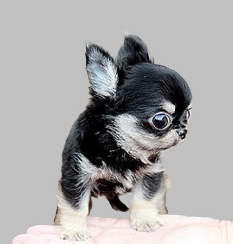 mini puppy dog price