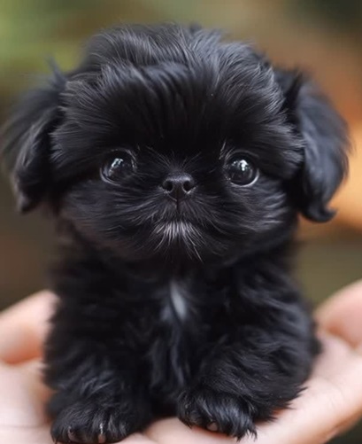 miniature teacup poodles for sale