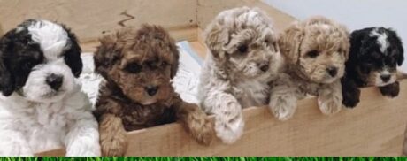 poodle puppies