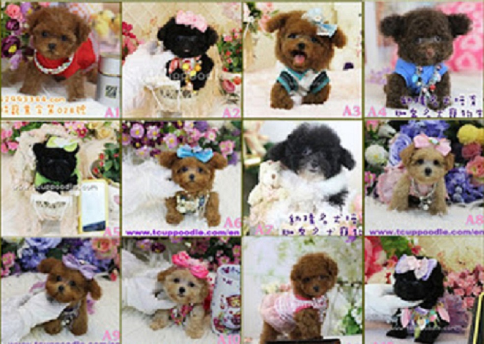 poodle puppies