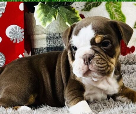 French bulldog pug mix puppies pug french bulldog mix puppies for sale