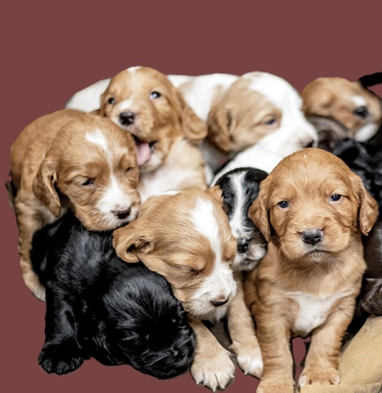 Puppies $500 dollars