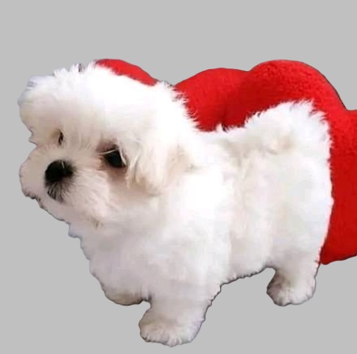 puppies adoption and free prices