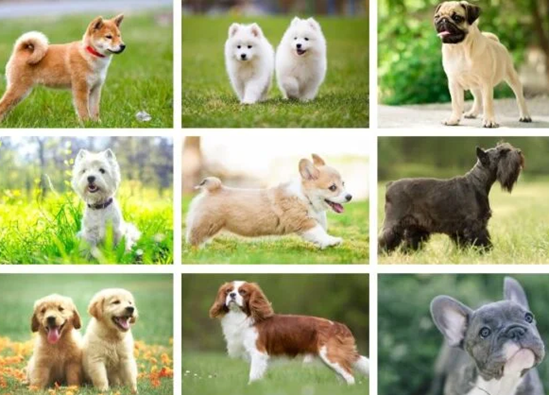puppies available by breeds