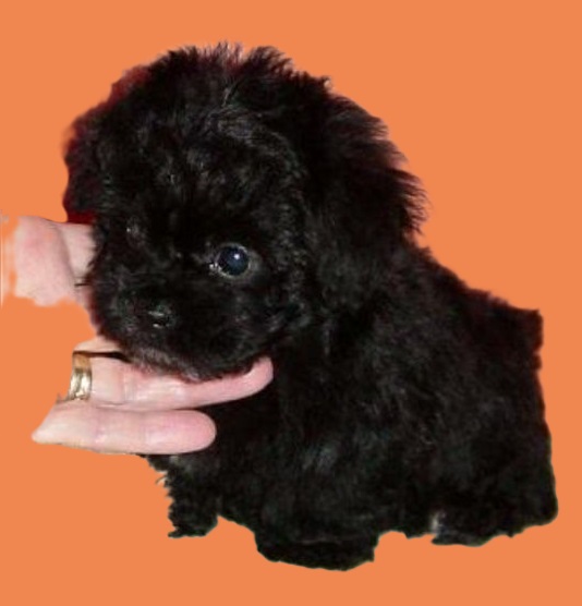 puppies cost price range for teacups