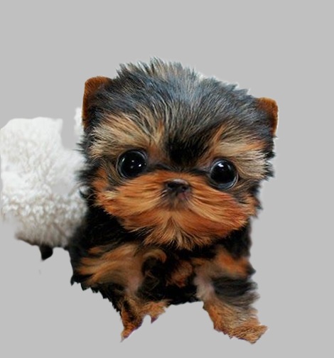 puppies for affordable prices