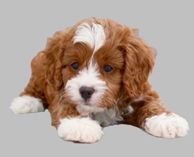 puppies for sale online