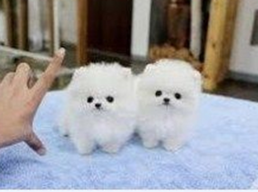 puppies sale price range