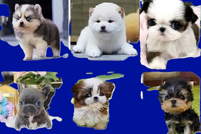 puppies usa for sale