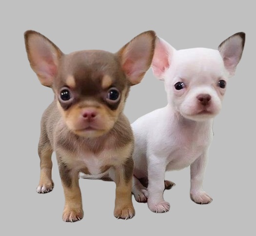 puppy for sale and prices