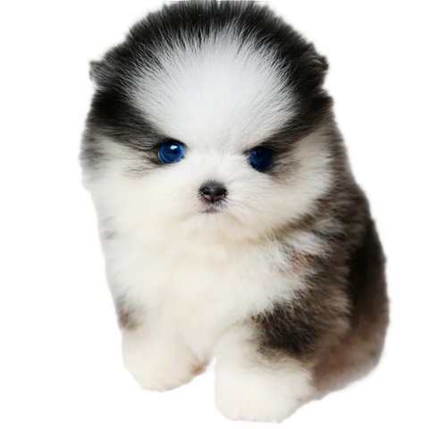 puppy sale and prices
