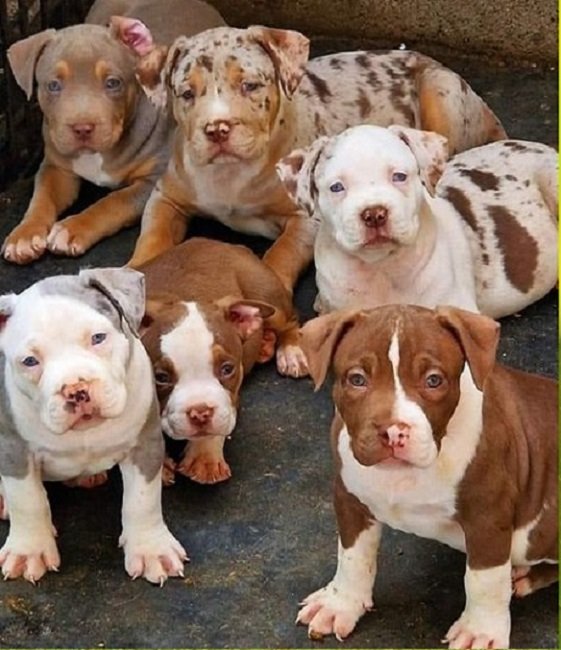 Free From Grain Dog Food For Red Blooded Dogs Reference: Staffordshire Bull Terrier