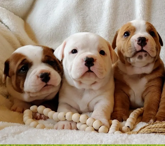 staffordshire bull terrier staffordshire bull terrier