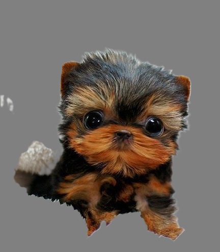 teacup breeders questions to buy puppies safely