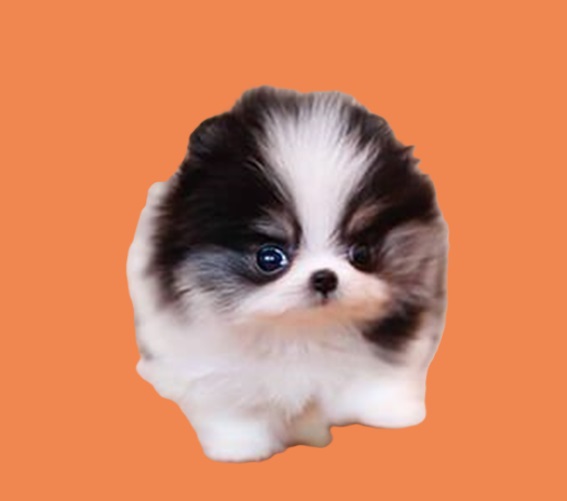 teacup mini puppies for sale