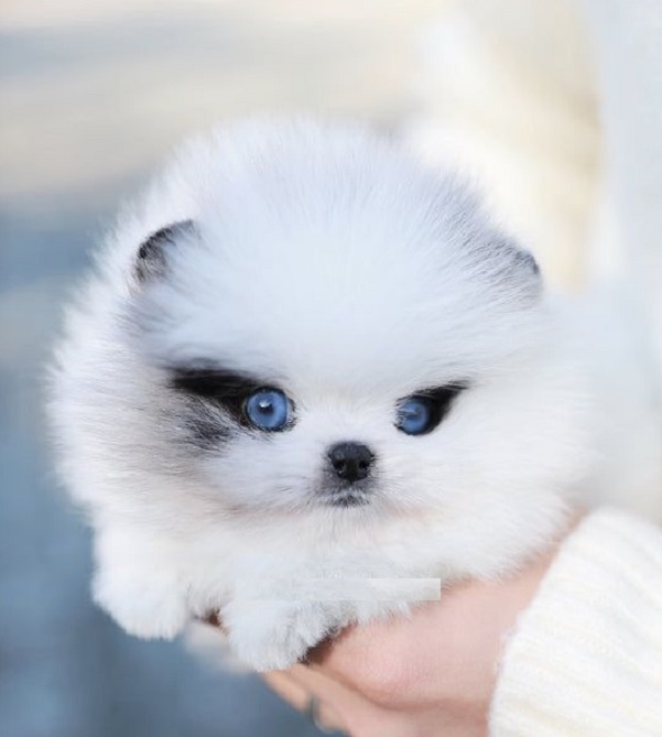 teacup pomeranian puppies