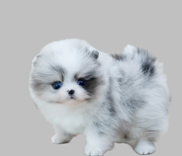 teacup puppies for sale average prices