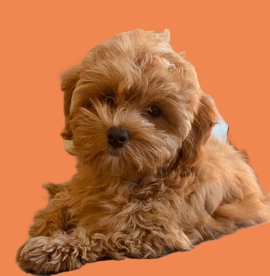 teacup puppies for sale nearby prices