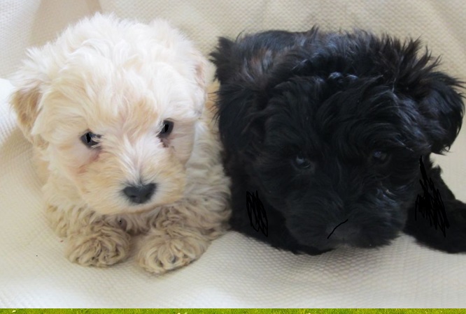 westiepoo westiepoo puppies